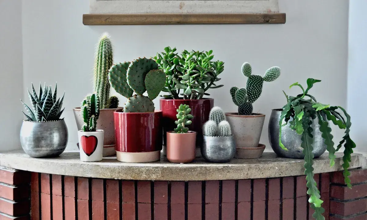 Collezione di piante grasse da appartamento immagini: cactus, succulente e altre varietà in vasi decorativi su una mensola.