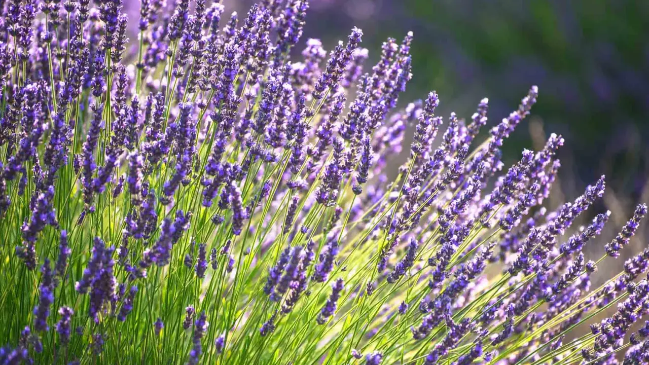 A field of vibrant purple lavender, bathed in sunlight. This image captures the essence of the best place to plant lavender, showcasing its beauty and fragrance.