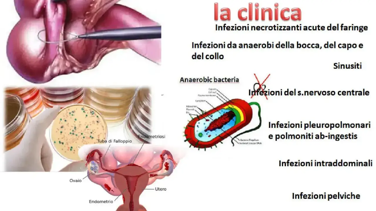 Illustrazione di infezioni da batteri anaerobi, con immagini di colture batteriche, anatomia femminile e schemi di batteri.