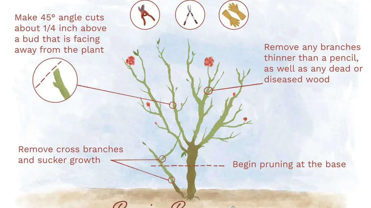 Illustration showing how to prune rose bushes, with tips on angle cuts, removing branches, and tools needed.