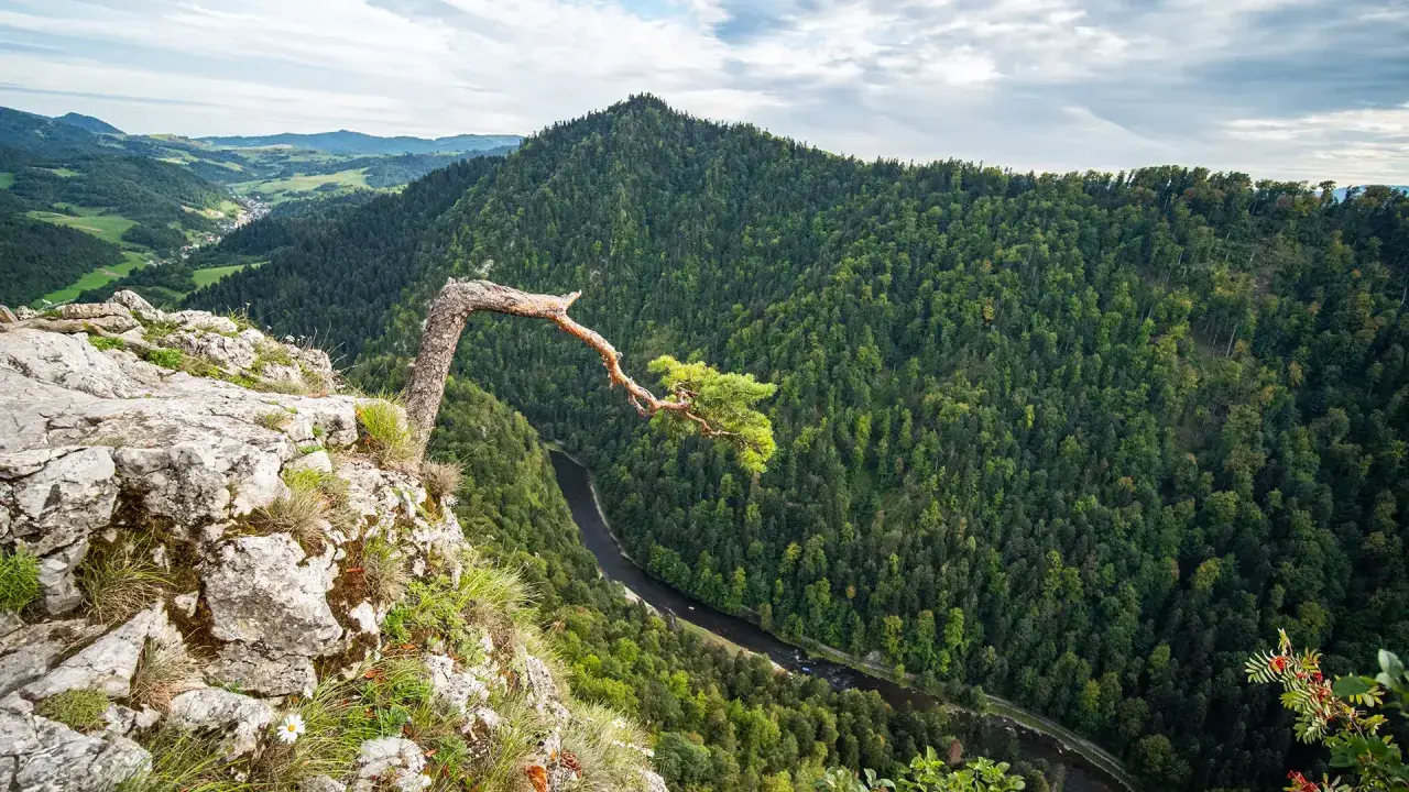 Widok z Sokolej Góry na Pieniny. Kręty potok i gęsty las podziwiane z urwiska, gdzie rośnie samotna sosna.