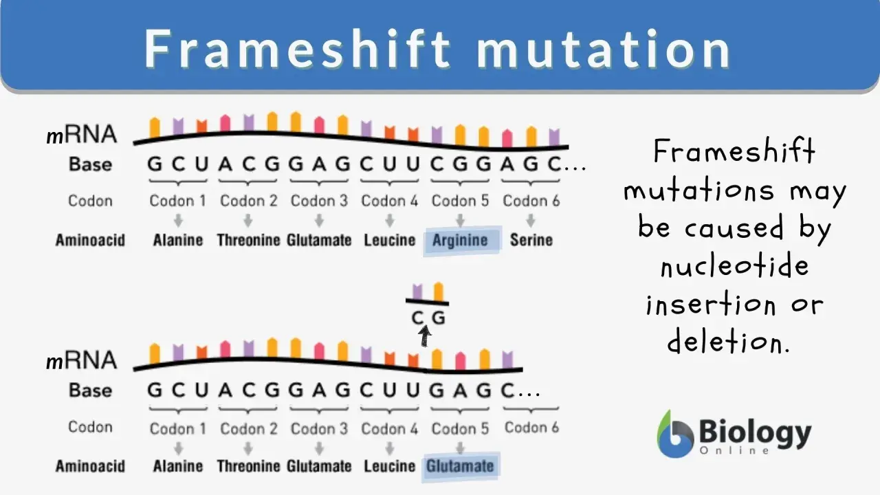 Mutazione frameshift: inserzione di CG altera la sequenza aminoacidica da Arginina a Glutammato.