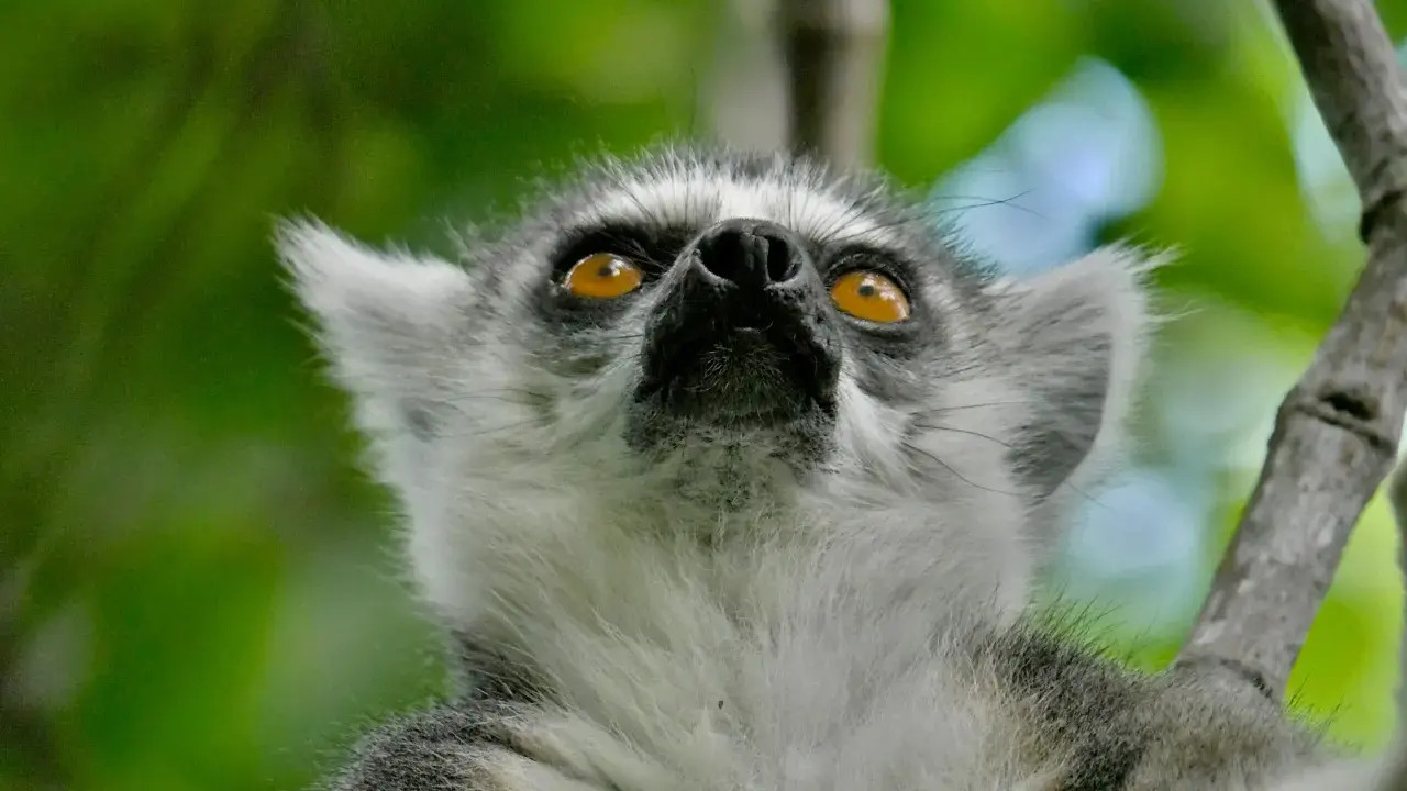 Lemur z Madagaskaru z pomarańczowymi oczami patrzący w górę na tle zieleni.