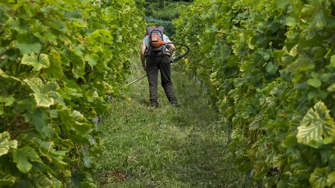 Un viticulteur utilise un coupe-herbe dans un vignoble. La différence entre vigneron et viticulteur est que le premier fait le vin, le second cultive la vigne.