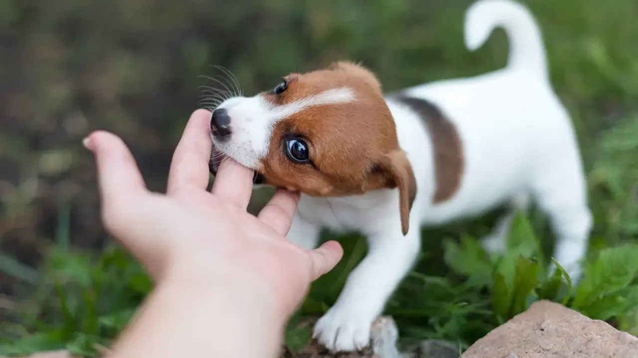 Szczeniak Jack Russell Terrier gryzie rękę. Dowiedz się, jak oduczyć szczeniaka gryzienia, oferując mu zabawki do gryzienia.