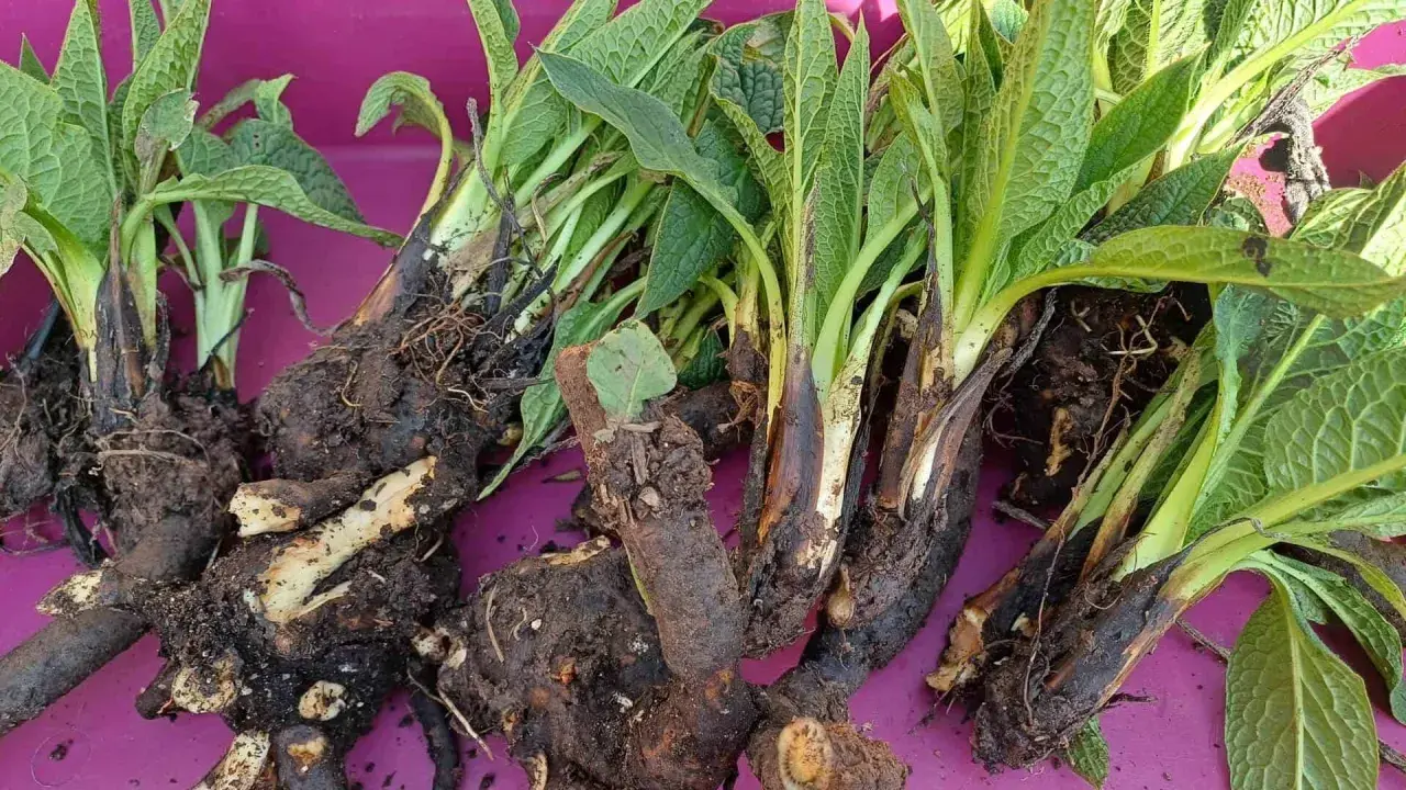 Racines et feuilles de consoude sauvage, idéales pour reconnaître cette plante médicinale.