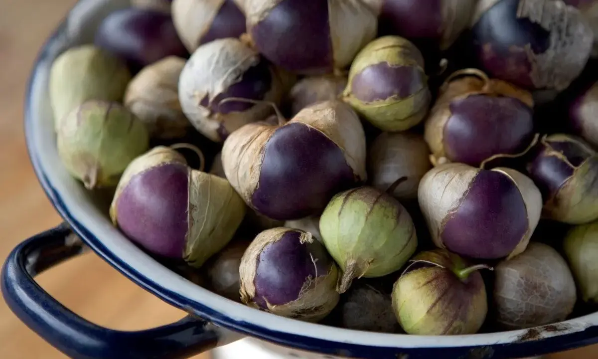 A colander full of purple and green tomatillos, ready for harvest. Their papery husks are partially peeled back, revealing the vibrant fruit within.