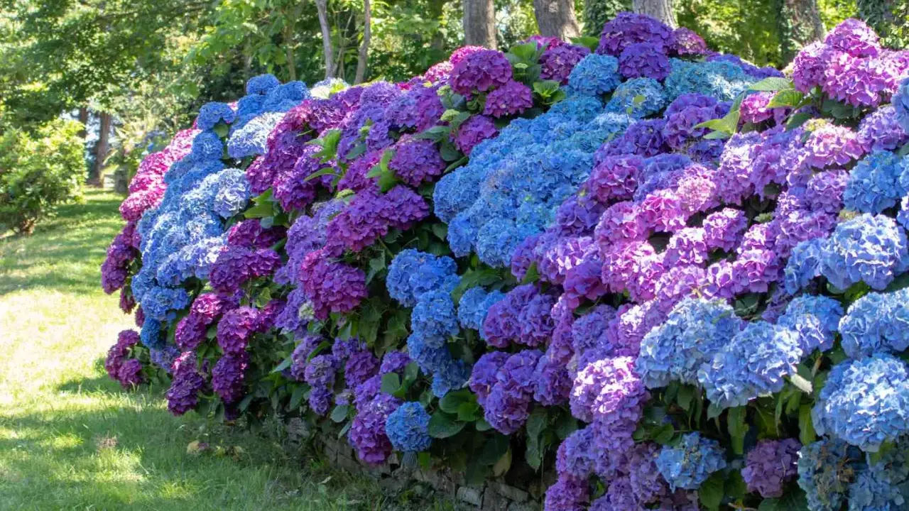 Un mur de pierre bordé d'hortensias bleus et violets luxuriants. Une belle idée de ce que mettre au pied des hortensias pour un jardin coloré.