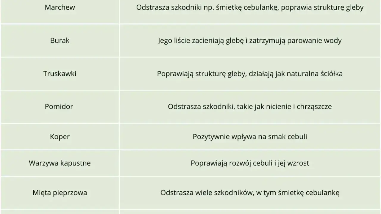 Tabela podpowiada, co sadzić obok cebuli: marchew, truskawki, pomidor, koper, warzywa kapustne, mięta, nagietek.