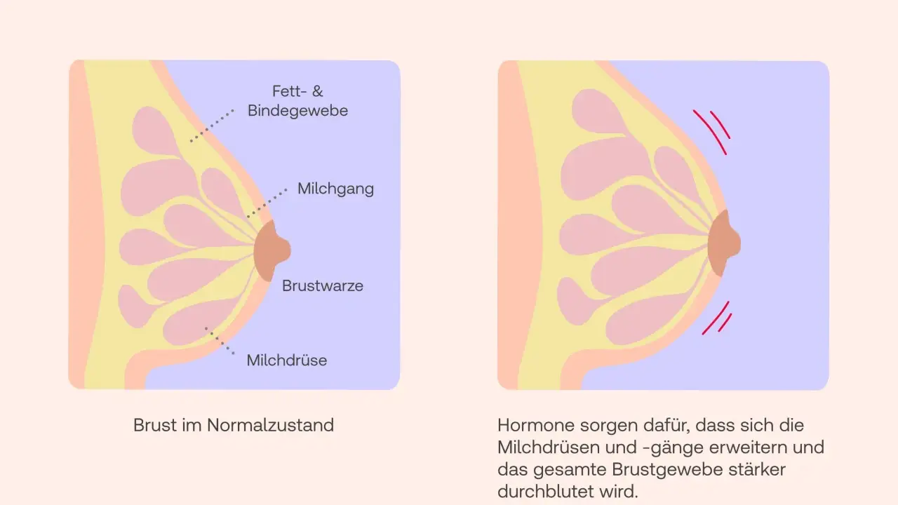 Brust im 2. Trimester: Hormone erweitern Milchgänge, was zu Brustschmerzen führen kann. Die Durchblutung des Brustgewebes nimmt zu.