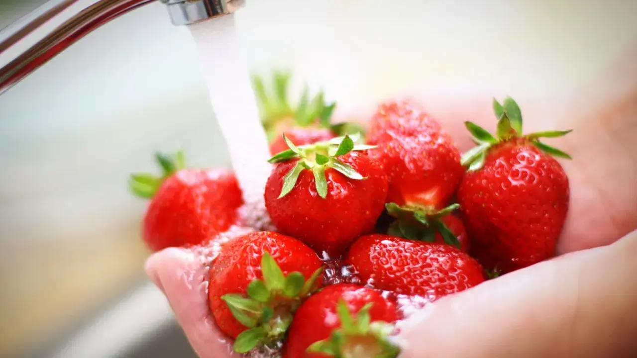 Frische Erdbeeren werden in den Händen unter fließendem Wasser gewaschen.