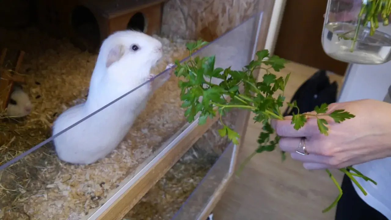 Ein weißes Meerschweinchen im Gehege freut sich über frische Petersilie, die ihm von einer Hand gereicht wird.
