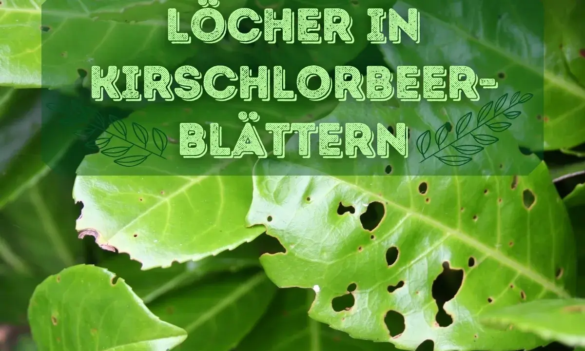 Löcher in Kirschlorbeer-Blättern deuten auf mögliche Krankheiten oder Schädlinge hin.