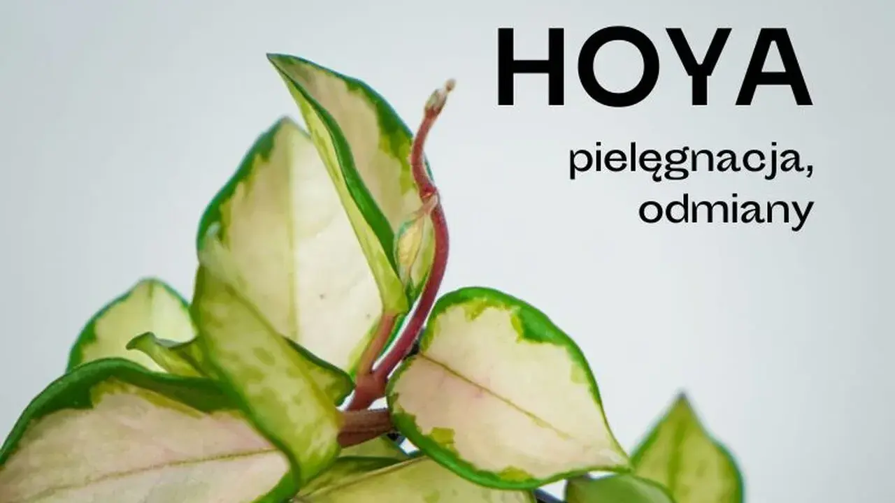 Zielone liście z kremowymi obrzeżami, pnącze Hoya. Poznaj tajniki pielęgnacji i odmiany tej pięknej rośliny.