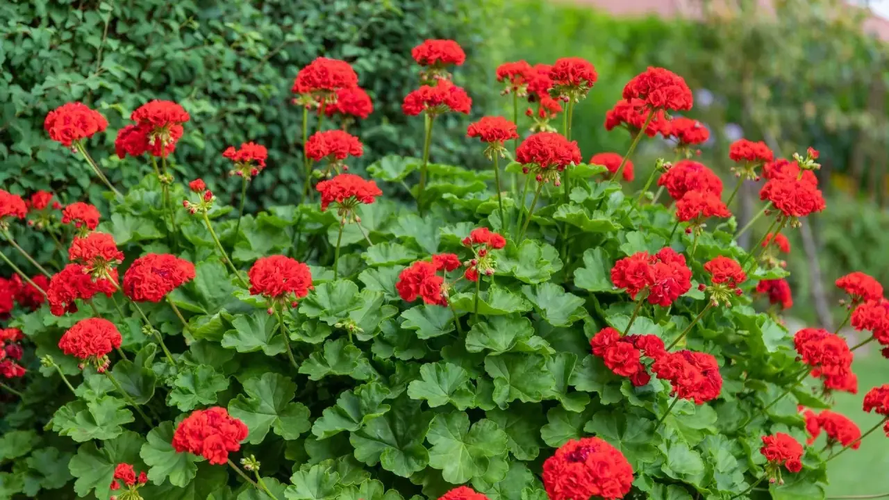 Kaskada intensywnie czerwonych kwiatów pelargonii Calliope na tle zielonych liści i krzewów.