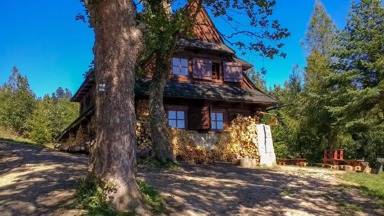 Drewniana koliba na Łapsowej Polanie, otoczona lasem i stertami drewna. Widać dwa duże drzewa z przodu.