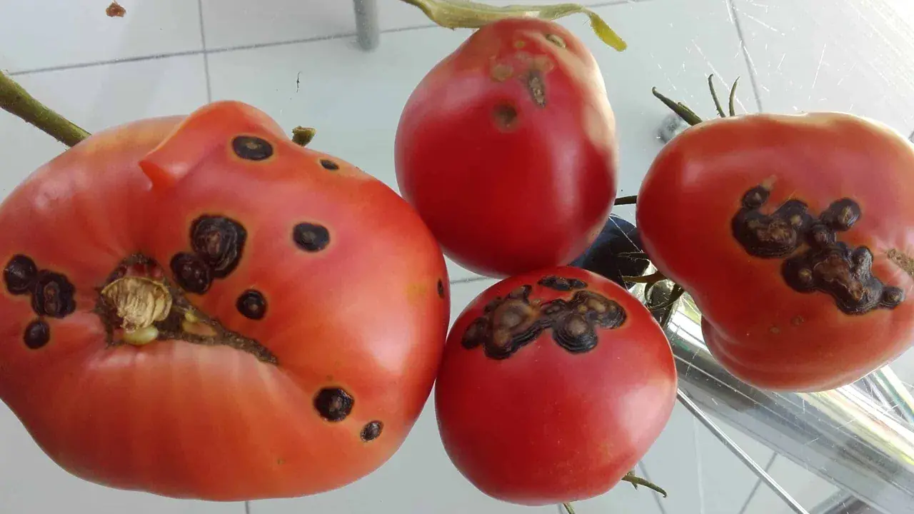 Quatre tomates rouges présentent des taches noires, signe d'une maladie.