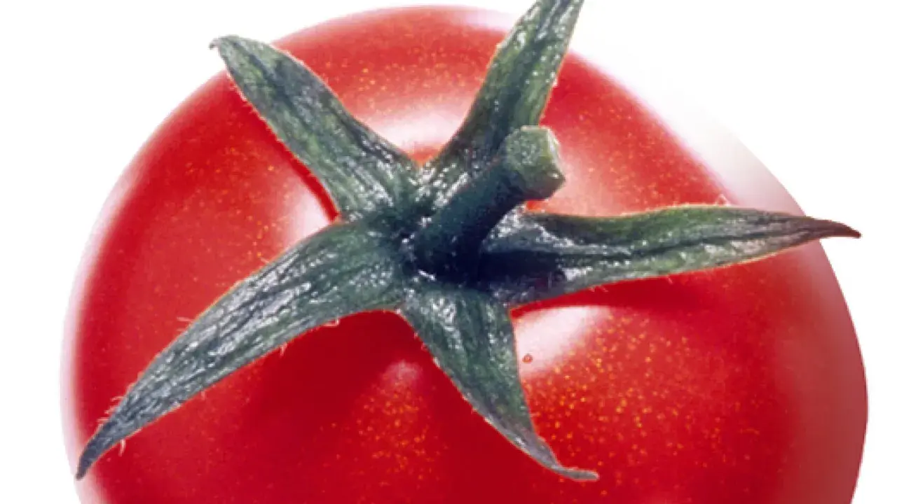 Gros plan sur une tomate rouge vif, ses sépales verts pointant vers le ciel. Une image qui évoque le danger de la tomate, peut-être une métaphore de la beauté trompeuse.