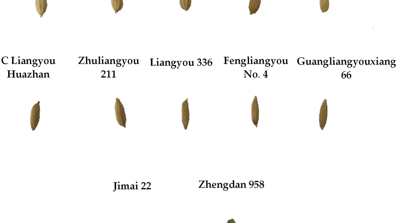 A collection of different rice grains, each labeled with a unique identifier, showcasing variations in size and shape.