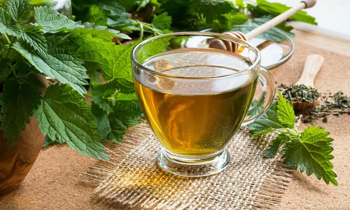 Szklanka aromatycznego naparu z pokrzywy, obok świeże liście i susz. Idealny na zdrowie!