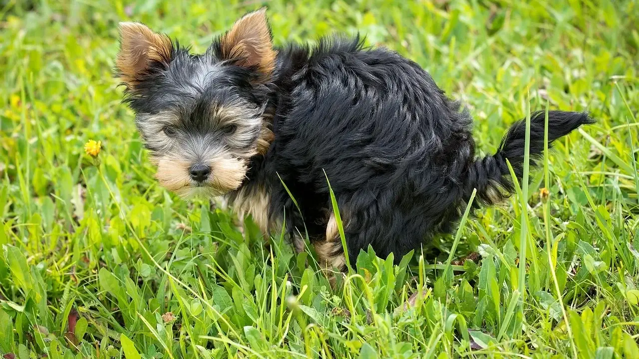 Mały yorkshire terrier robi czarną kupę w trawie.