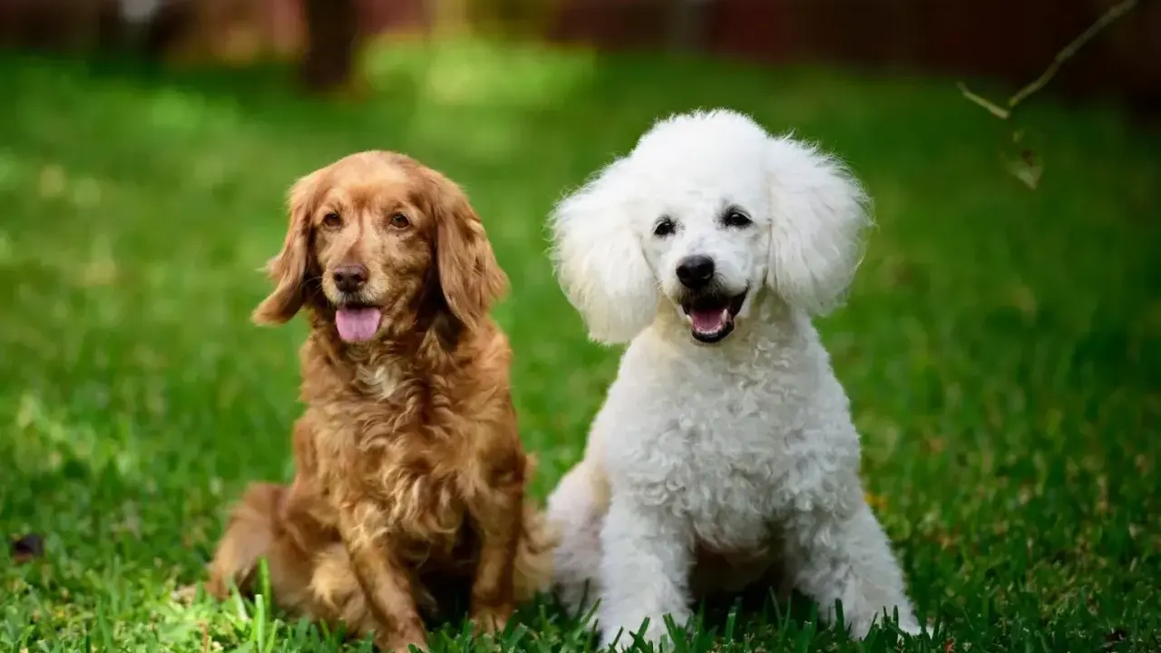 Rudy spaniel i biały pudel siedzą na trawie, ciesząc się słońcem.