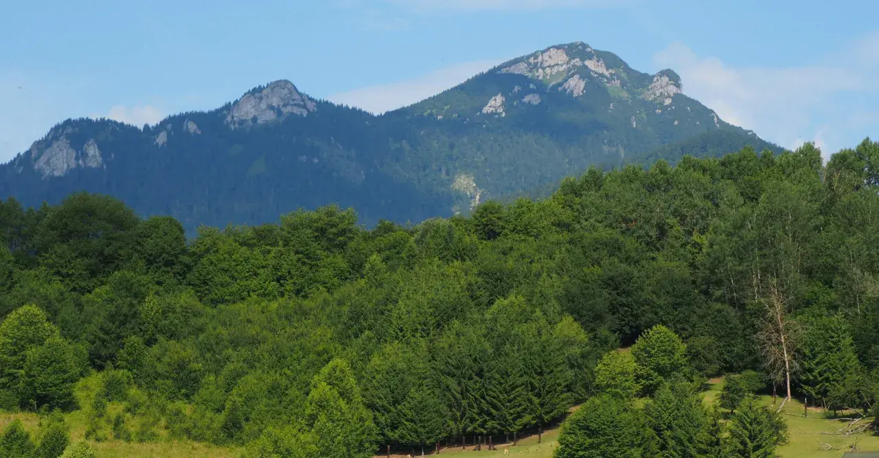 Wielki Chocz góruje nad zielonym lasem.