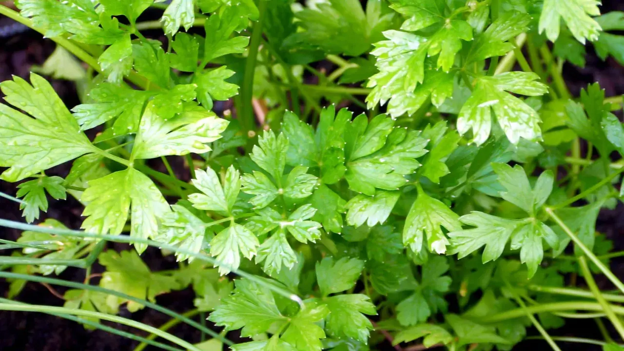 Persil frais et luxuriant, prêt à être récolté. Idéal pour savoir quand semer du persil en jardinière et profiter de cette herbe aromatique toute l'année.