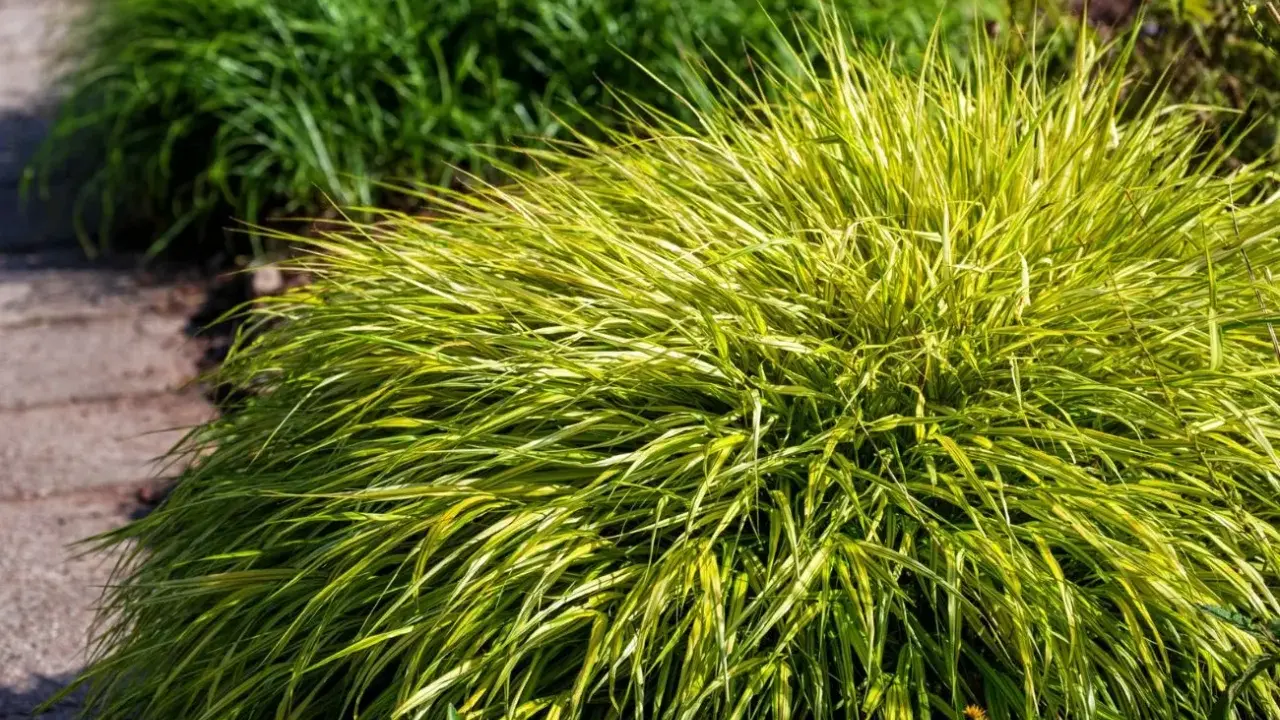 Kępa Hakonechloa odmiany 'Aureola' z żółto-zielonymi liśćmi, rosnąca obok ścieżki z kamieni.