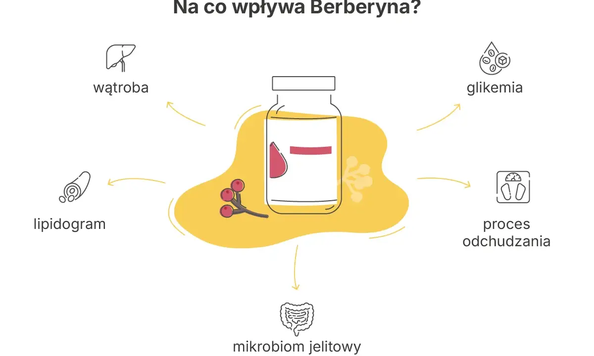 Berberyna co to? Wpływa na wątrobę, lipidogram, mikrobiom jelitowy, glikemię i proces odchudzania.