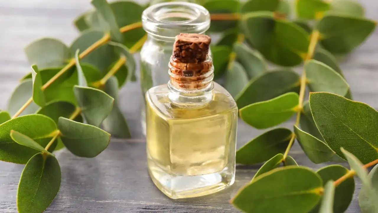 Huile essentielle d'eucalyptus citronné : attention au danger. Flacon de liquide jaune pâle entouré de feuilles vertes sur fond de bois.