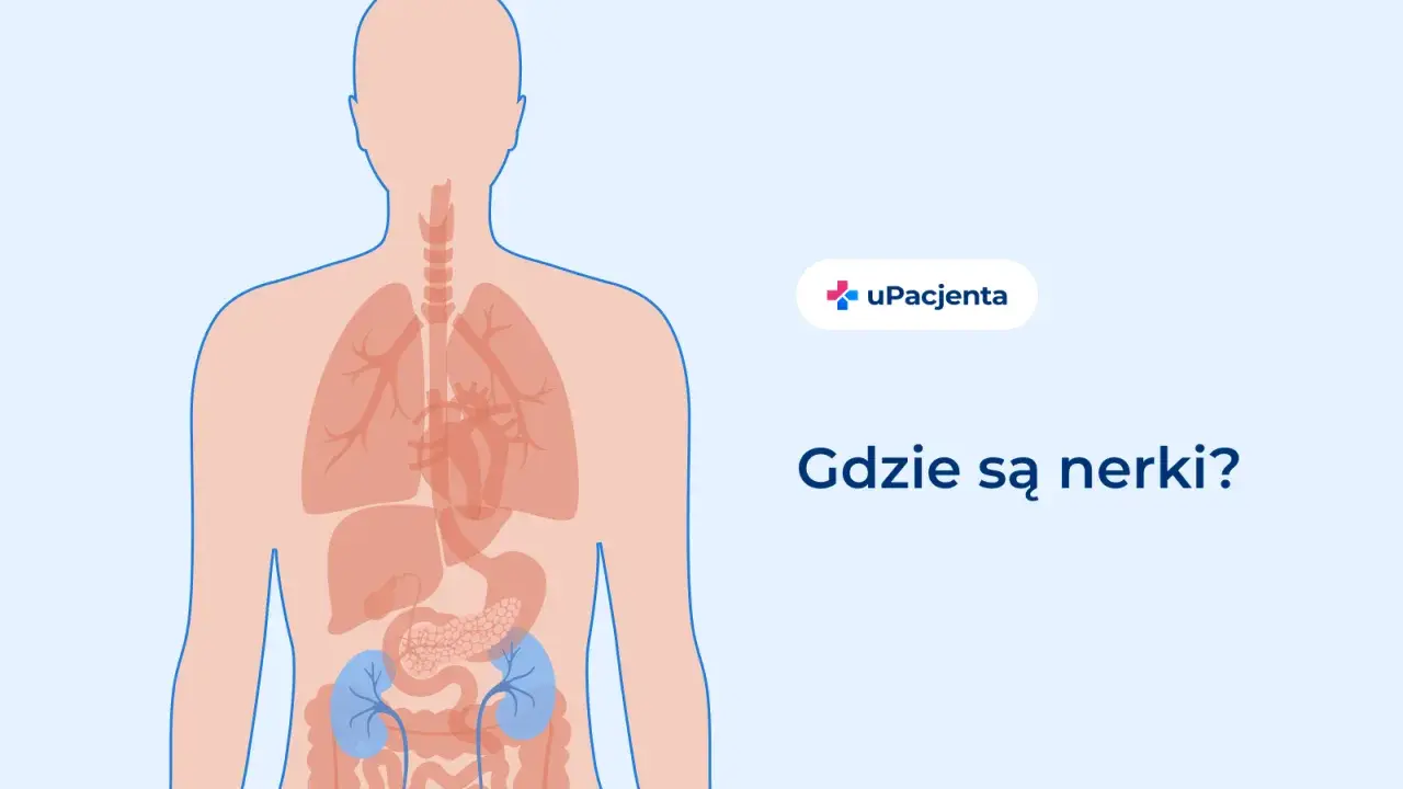 Anatomia człowieka z zaznaczonymi nerkami. Ilustracja pomaga zrozumieć, gdzie znajdują się te organy, co jest ważne przy rozpoznawaniu zapalenie nerek objawy.