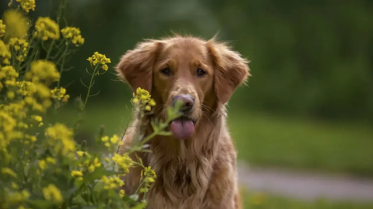 Piękny pies rasy retriever z językiem na wierzchu, otoczony żółtymi kwiatami.