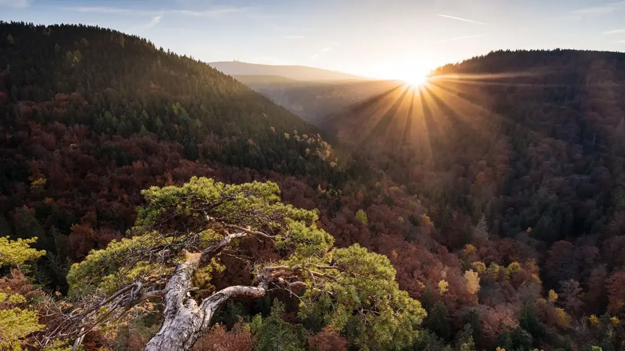 Sonnenstrahlen brechen durch den Herbstwald im Harz. Ein alter Baum ragt über die Täler, ideal für **Harz Wanderwege**.