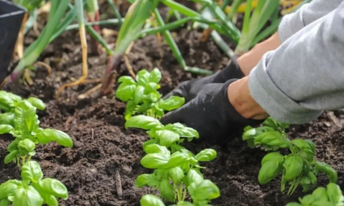 Mains gantées plantant du basilic frais dans la terre. Apprenez comment cueillir le basilic pour un maximum de saveur.