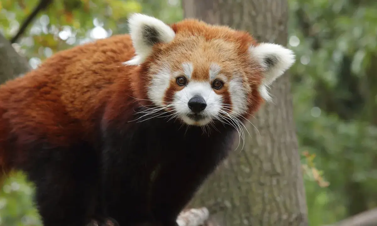 Panda rosso in un parco con animali in Toscana, con il suo muso bianco e le orecchie bianche.