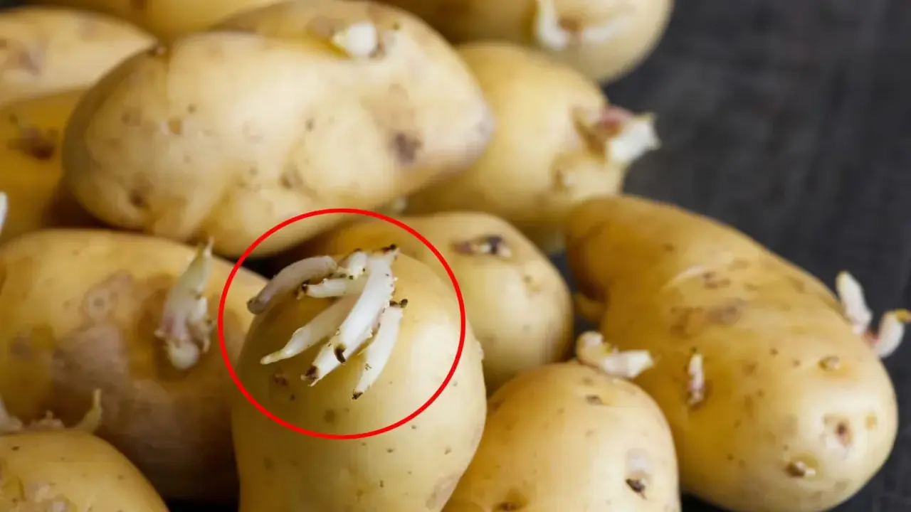 Pommes de terre germées, dont une pomme de terre molle avec de nombreuses pousses blanches.