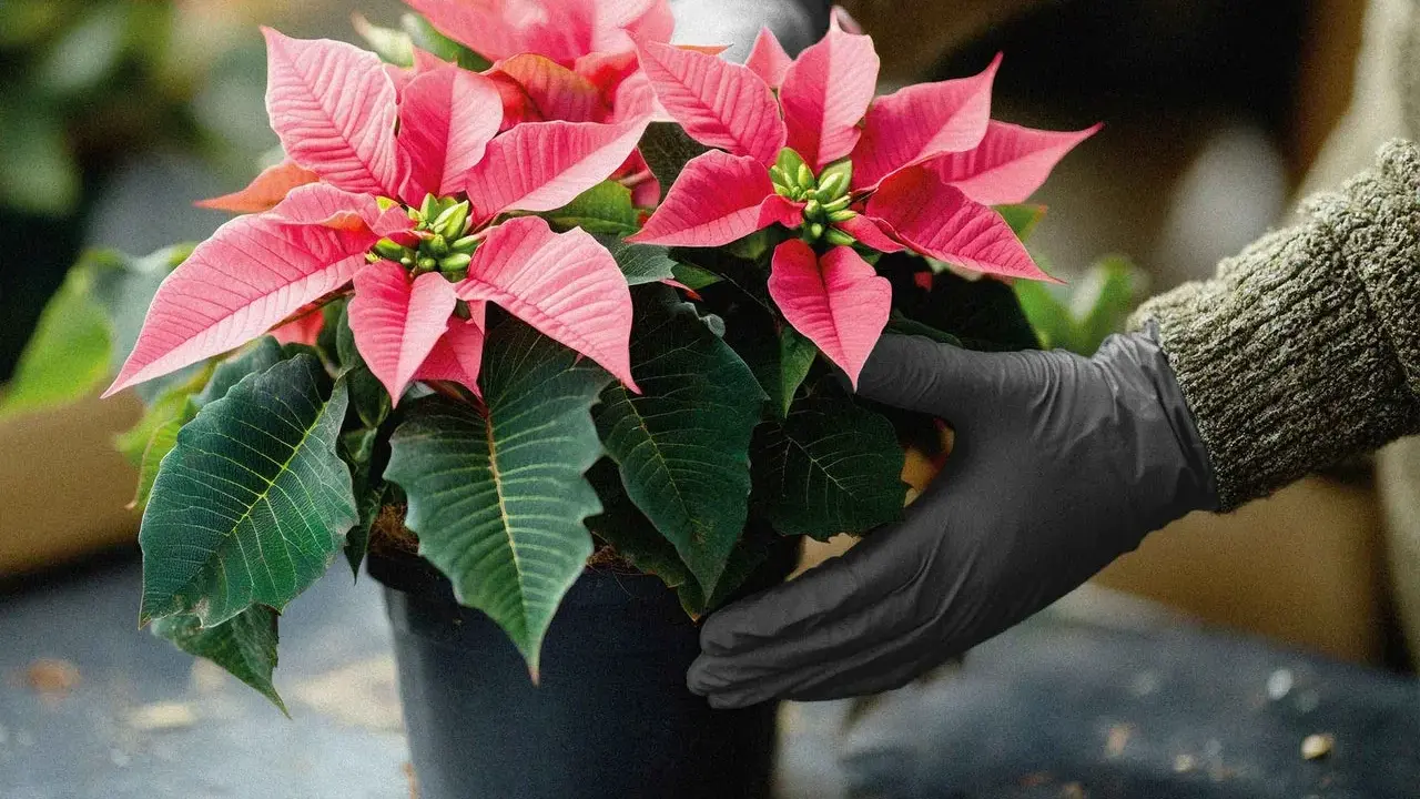 Hände in schwarzen Handschuhen halten einen leuchtend roten Weihnachtsstern in einem Topf. Die Pflanze hat grüne Blätter und rote Hochblätter.