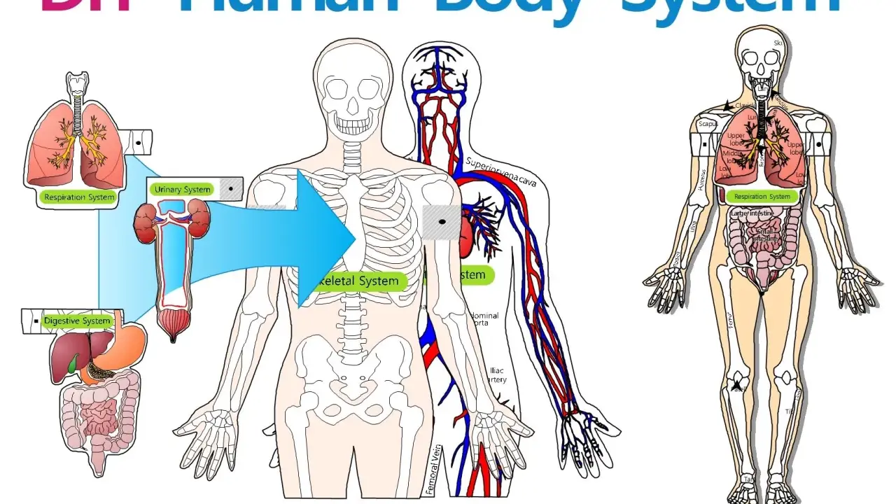 Illustrazione di un modellino corpo umano fai da te con scheletro, organi e sistema circolatorio.