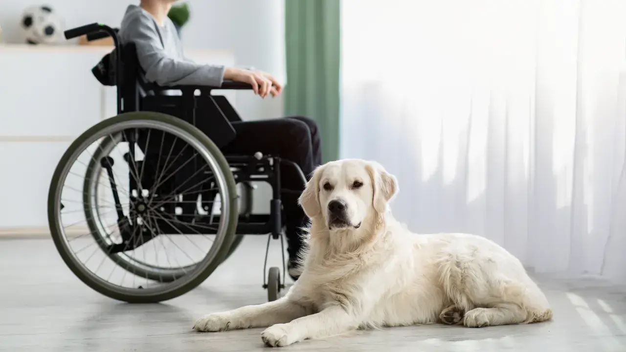 Łagodny pies rasy golden retriever, jeden z wielu psów do dogoterapii, leży obok chłopca na wózku inwalidzkim.