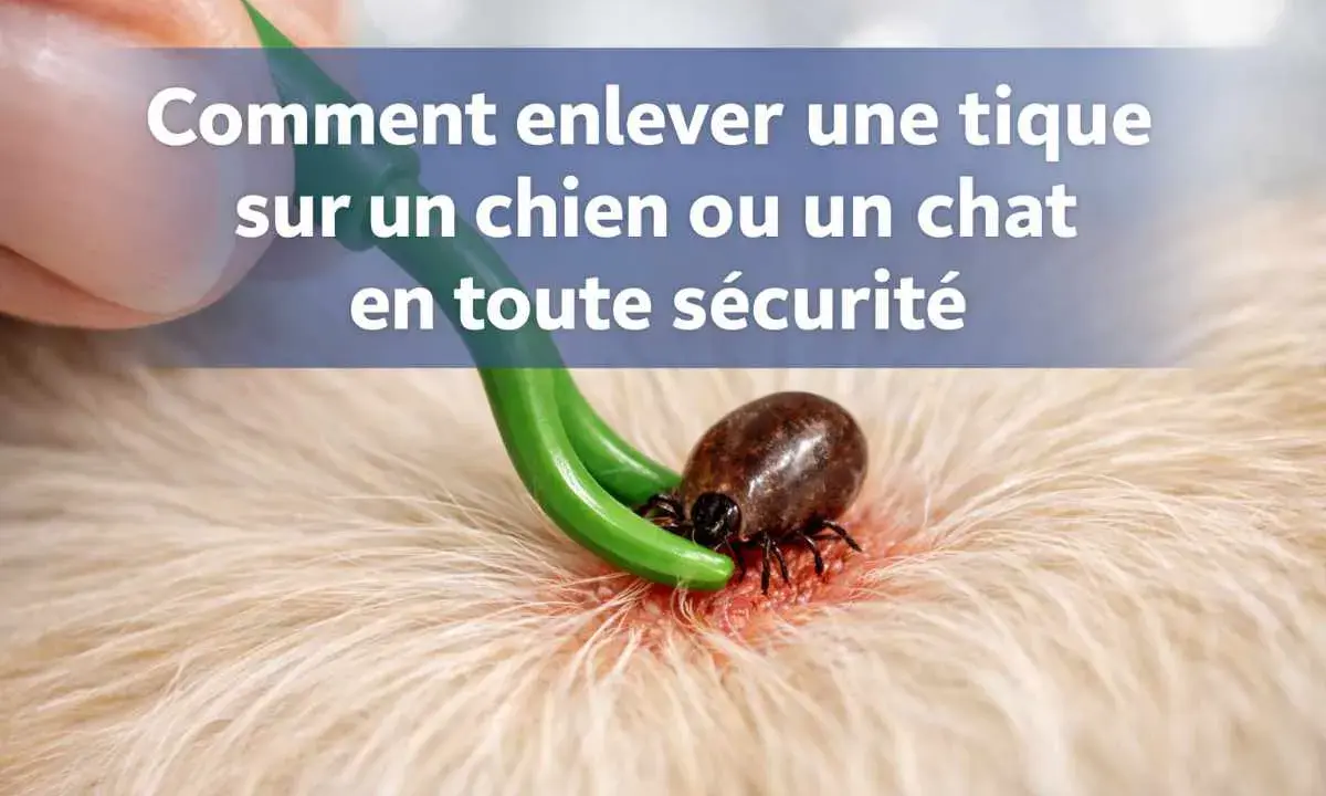 Un outil vert est utilisé pour enlever une tique sur la peau d'un chien. Apprenez comment enlever une tique sur un chien en toute sécurité.