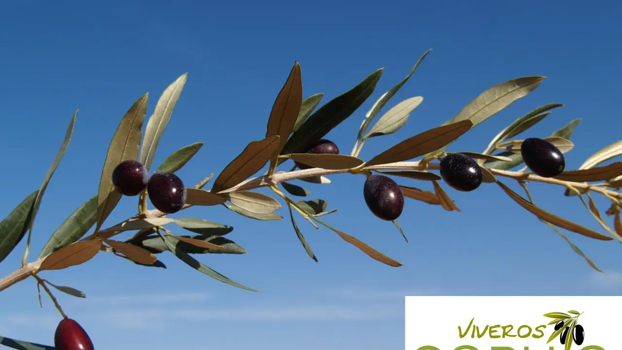 Rama de olivo con aceitunas empeltre maduras contra un cielo azul claro.