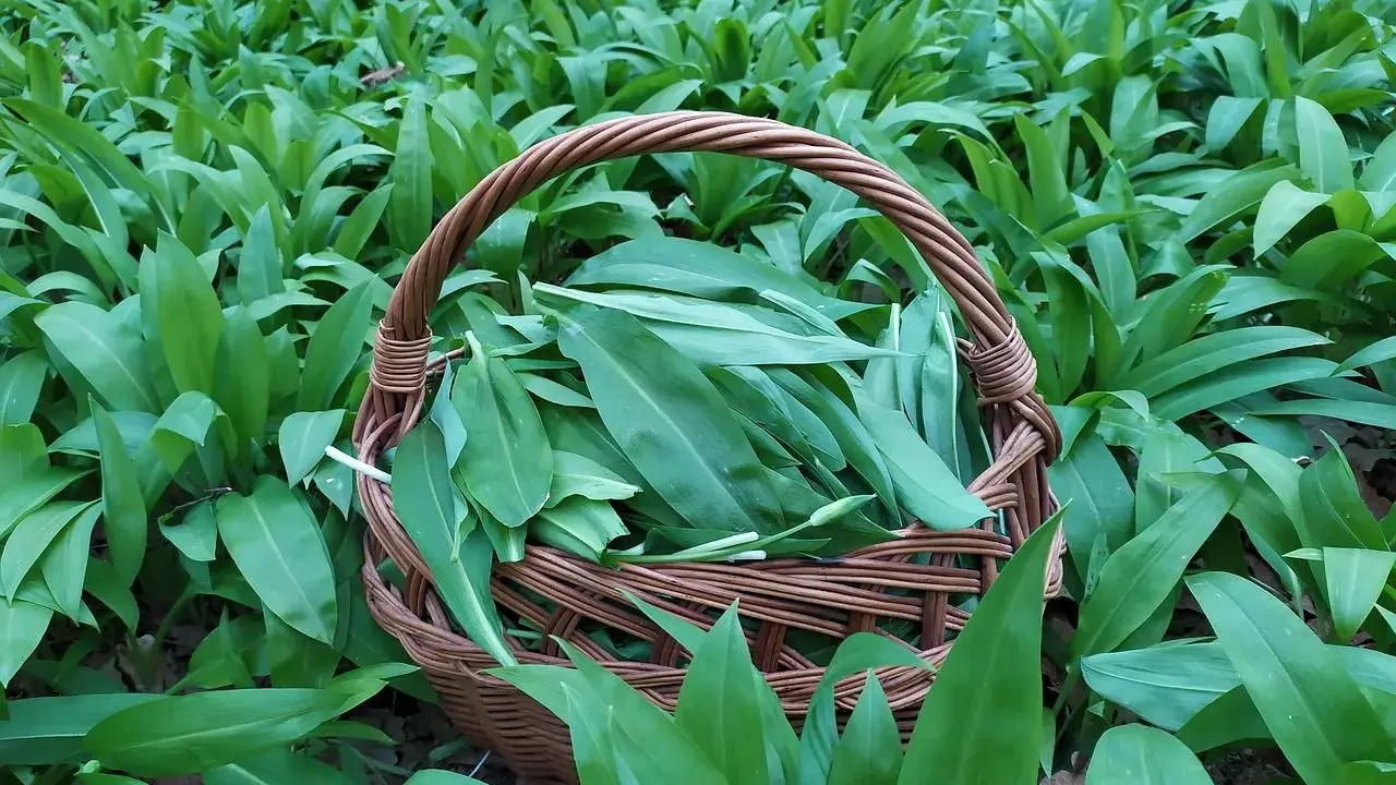 Koszyk pełen świeżo zebranych liści czosnku niedźwiedziego, otoczony gęstym, zielonym dywanem tych aromatycznych roślin.