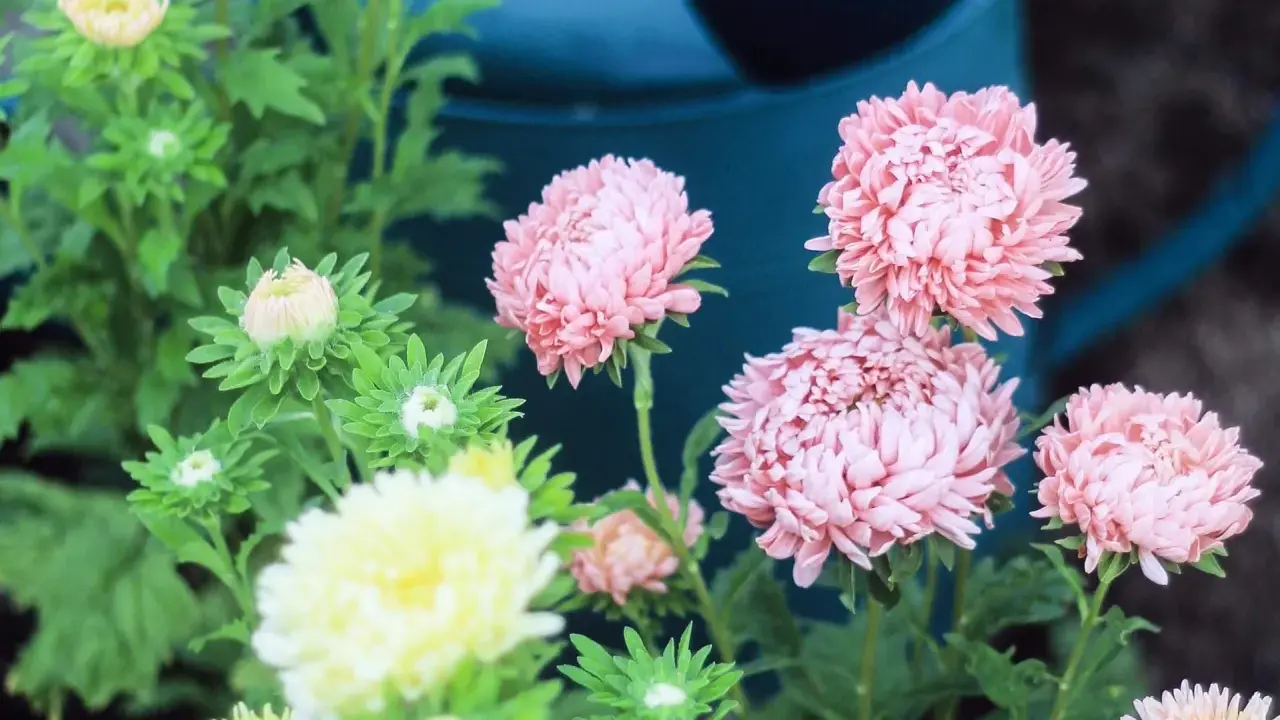 Rosa aster perenn-blommor blommar i trädgården, med knoppar som väntar på att öppna sig.