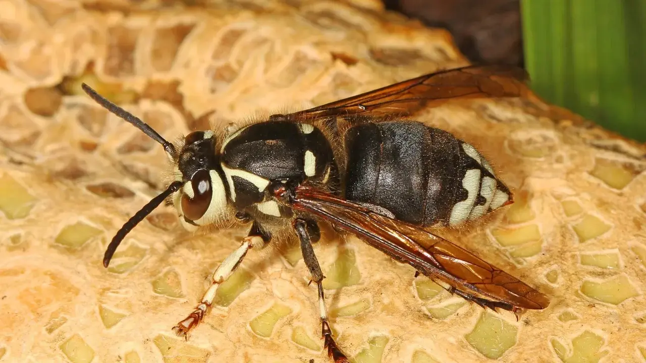 A bald faced hornet, common in Colorado, rests on a textured surface. Its black and white markings are striking.