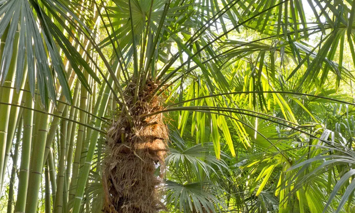 Un tronc fibreux de Trachycarpus fortunei se dresse au milieu de feuilles vertes luxuriantes et de tiges de bambou.