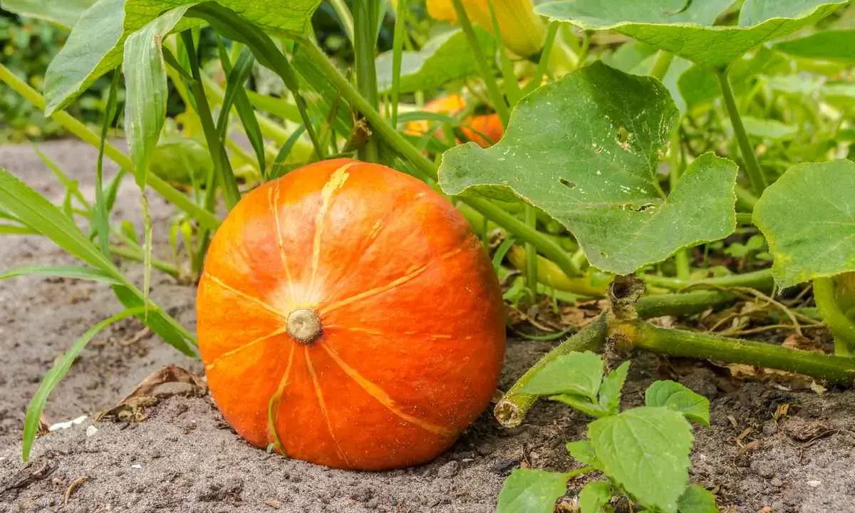 Un plant de potiron mûr, d'un orange vif, repose sur la terre, entouré de feuilles vertes luxuriantes.