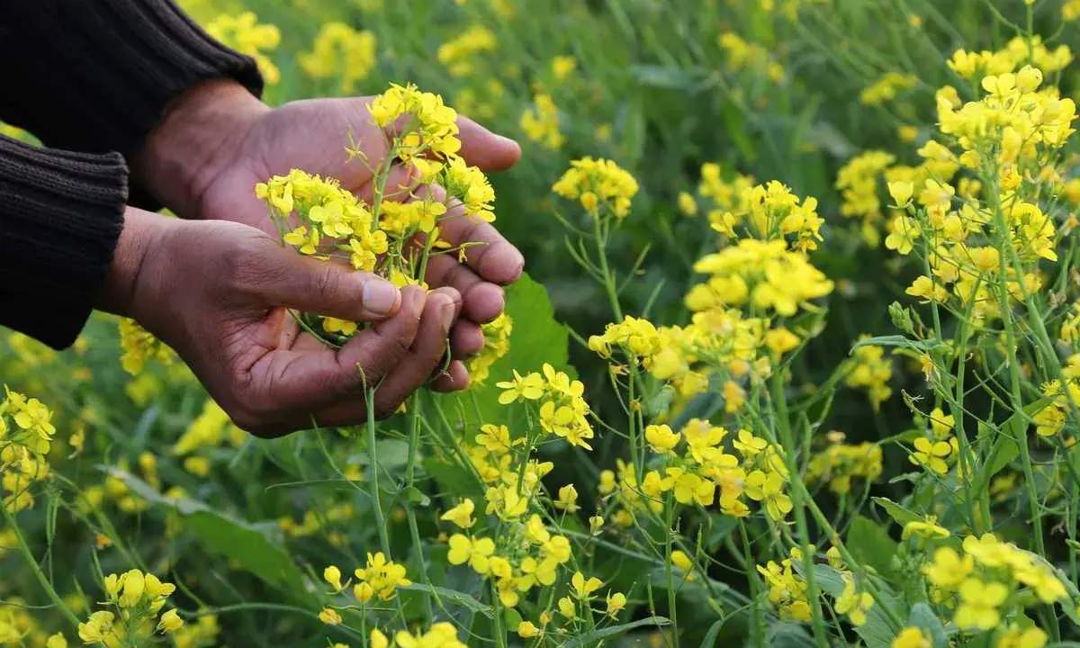 Mains tenant des fleurs de moutarde jaunes dans un champ.