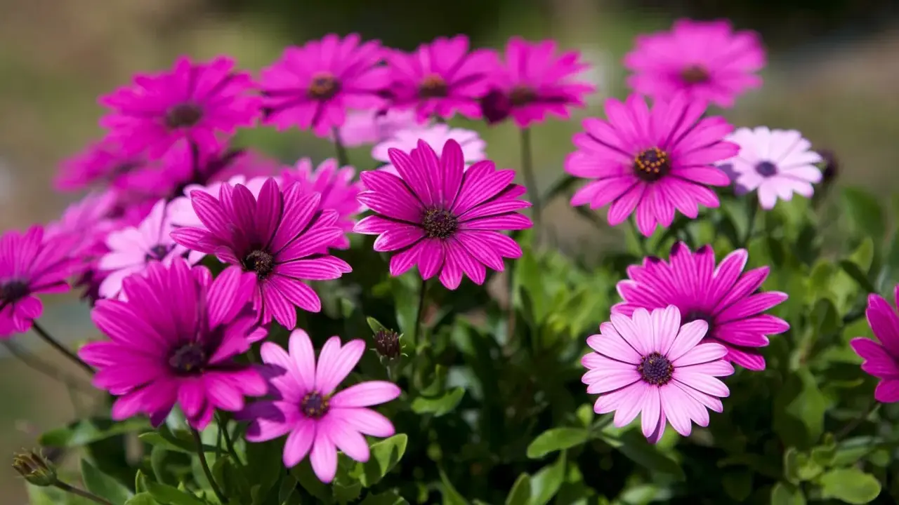 En grupp rosa blommor med mörka mittar, som en solig dag i trädgården.