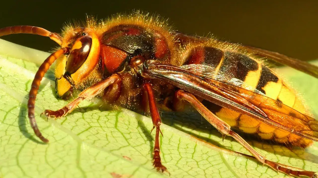 Nahaufnahme einer Hornisse auf einem Blatt. Tipps, um Hornissen zu vertreiben, sind wichtig, wenn diese Insekten stören.